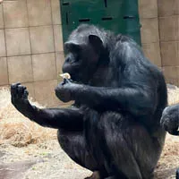 labuba